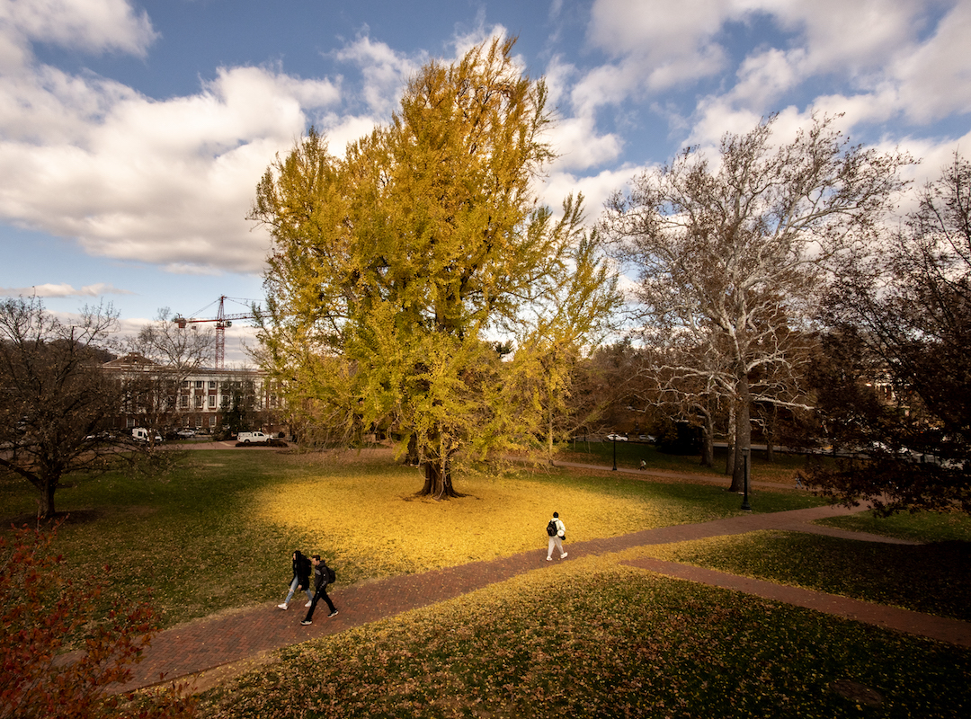 view of ginko tree on grounds